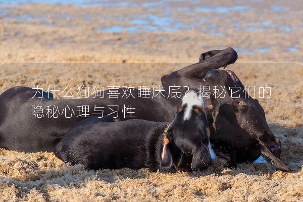 为什么狗狗喜欢睡床底？揭秘它们的隐秘心理与习性