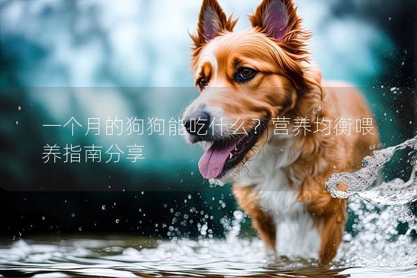 一个月的狗狗能吃什么？营养均衡喂养指南分享