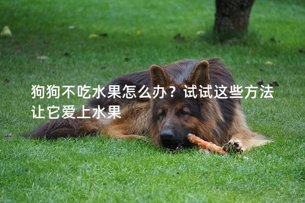 狗狗不吃水果怎么办？试试这些方法让它爱上水果
