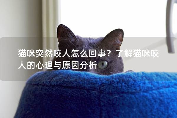猫咪突然咬人怎么回事？了解猫咪咬人的心理与原因分析