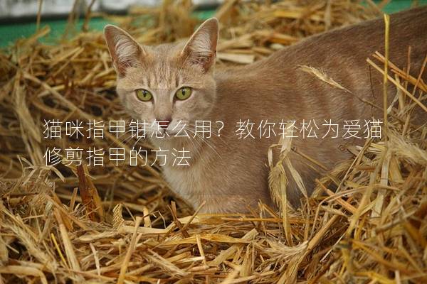 猫咪指甲钳怎么用？教你轻松为爱猫修剪指甲的方法