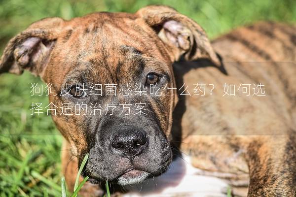狗狗皮肤细菌感染吃什么药？如何选择合适的治疗方案