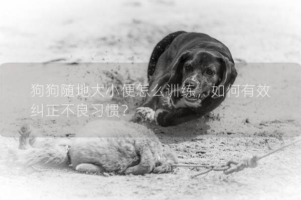狗狗随地大小便怎么训练，如何有效纠正不良习惯？
