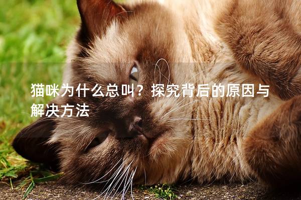 猫咪为什么总叫？探究背后的原因与解决方法