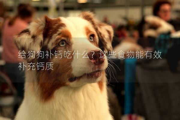 给狗狗补钙吃什么？这些食物能有效补充钙质