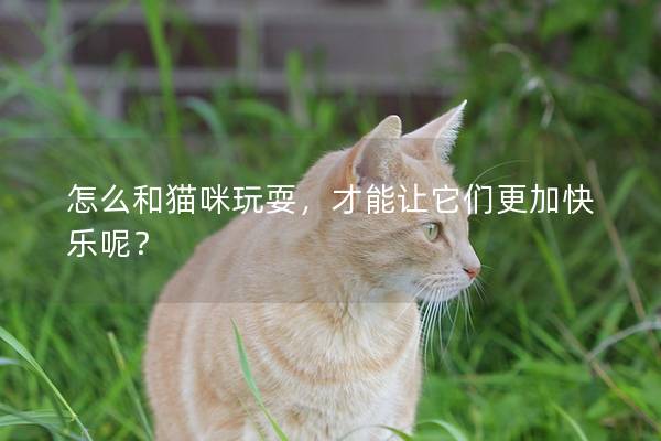 怎么和猫咪玩耍，才能让它们更加快乐呢？