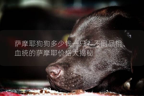 萨摩耶狗狗多少钱一只？不同品相、血统的萨摩耶价格大揭秘