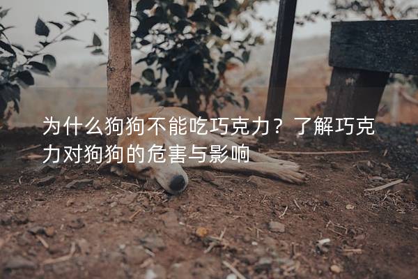 为什么狗狗不能吃巧克力？了解巧克力对狗狗的危害与影响