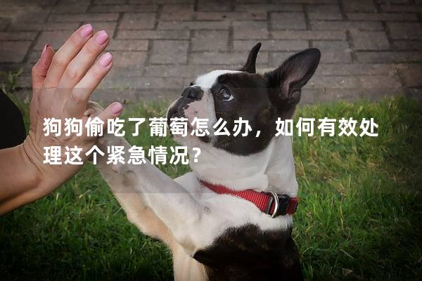 狗狗偷吃了葡萄怎么办，如何有效处理这个紧急情况？