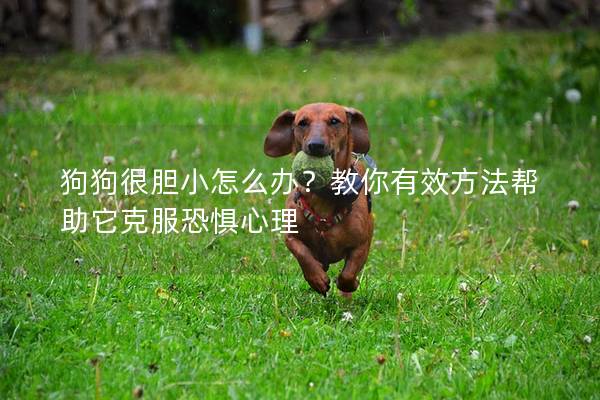 狗狗很胆小怎么办？教你有效方法帮助它克服恐惧心理
