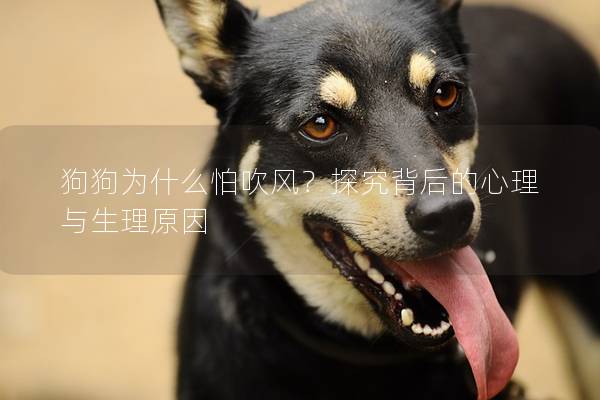 狗狗为什么怕吹风？探究背后的心理与生理原因