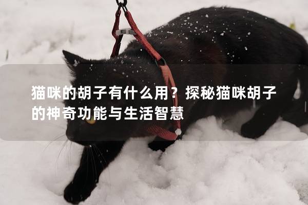 猫咪的胡子有什么用？探秘猫咪胡子的神奇功能与生活智慧