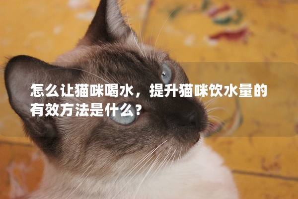 怎么让猫咪喝水，提升猫咪饮水量的有效方法是什么？