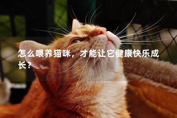 怎么喂养猫咪，才能让它健康快乐成长？