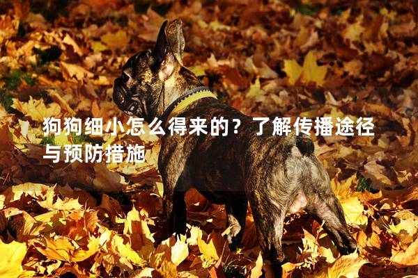 狗狗细小怎么得来的？了解传播途径与预防措施