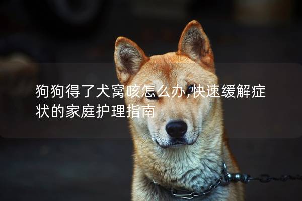 狗狗得了犬窝咳怎么办,快速缓解症状的家庭护理指南