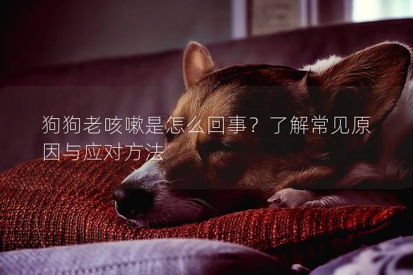 狗狗老咳嗽是怎么回事？了解常见原因与应对方法