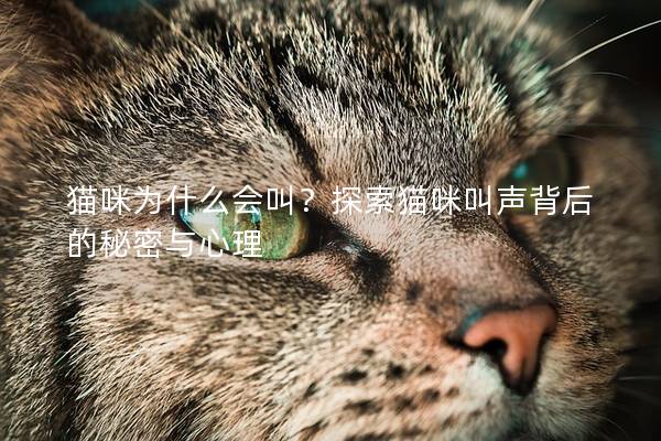 猫咪为什么会叫？探索猫咪叫声背后的秘密与心理