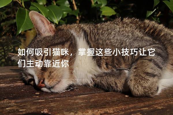 如何吸引猫咪，掌握这些小技巧让它们主动靠近你