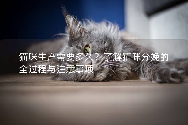 猫咪生产需要多久？了解猫咪分娩的全过程与注意事项