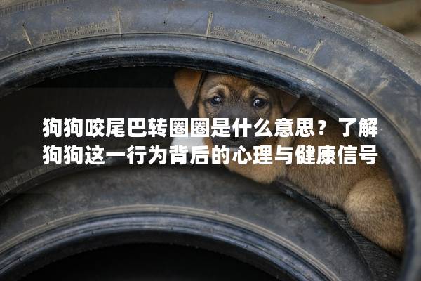 狗狗咬尾巴转圈圈是什么意思？了解狗狗这一行为背后的心理与健康信号