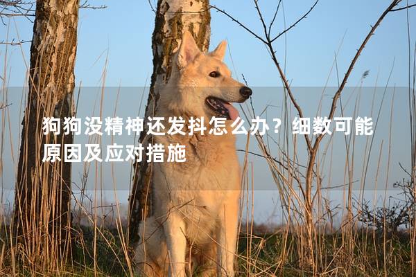 狗狗没精神还发抖怎么办？细数可能原因及应对措施