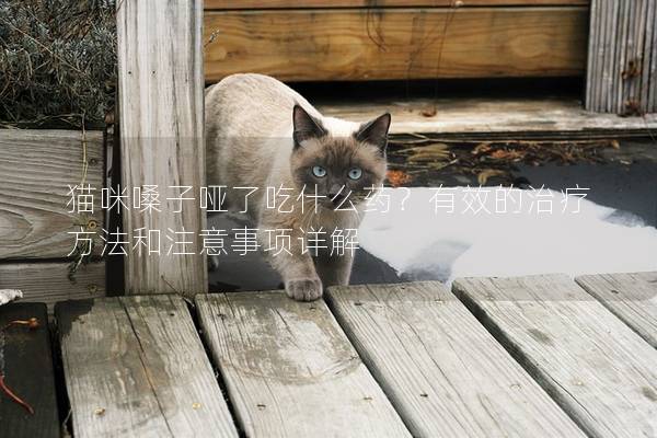 猫咪嗓子哑了吃什么药？有效的治疗方法和注意事项详解