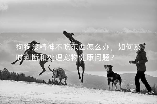 狗狗没精神不吃东西怎么办，如何及时判断和处理宠物健康问题？