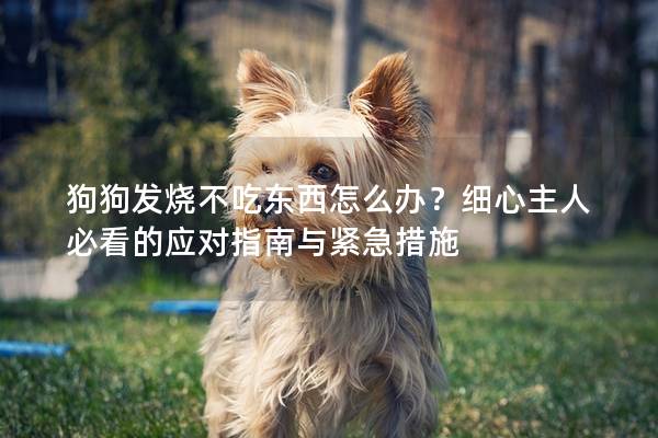 狗狗发烧不吃东西怎么办？细心主人必看的应对指南与紧急措施