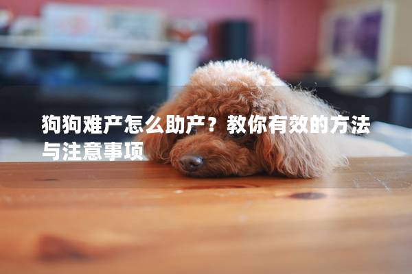 狗狗难产怎么助产？教你有效的方法与注意事项