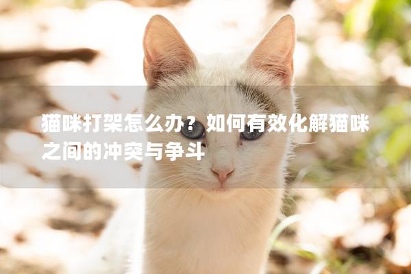 猫咪打架怎么办？如何有效化解猫咪之间的冲突与争斗