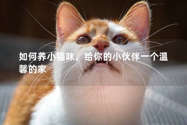 如何养小猫咪，给你的小伙伴一个温馨的家