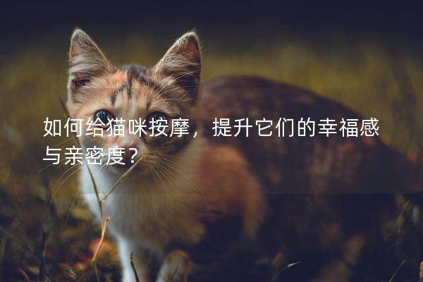 如何给猫咪按摩，提升它们的幸福感与亲密度？