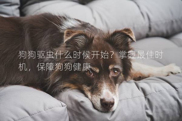 狗狗驱虫什么时候开始？掌握最佳时机，保障狗狗健康