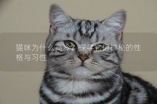 猫咪为什么高冷？探寻它们神秘的性格与习性