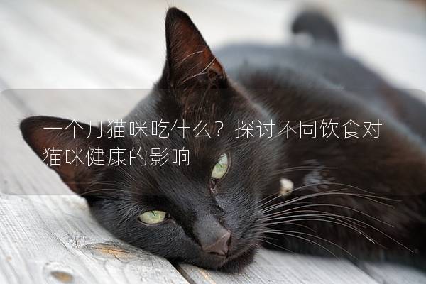 一个月猫咪吃什么？探讨不同饮食对猫咪健康的影响