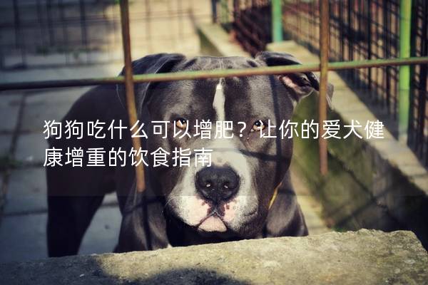 狗狗吃什么可以增肥？让你的爱犬健康增重的饮食指南