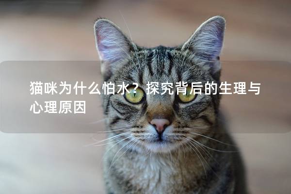 猫咪为什么怕水？探究背后的生理与心理原因