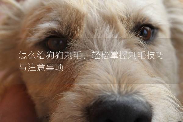 怎么给狗狗剃毛，轻松掌握剃毛技巧与注意事项