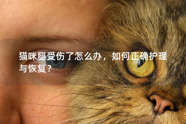 猫咪腿受伤了怎么办，如何正确护理与恢复？
