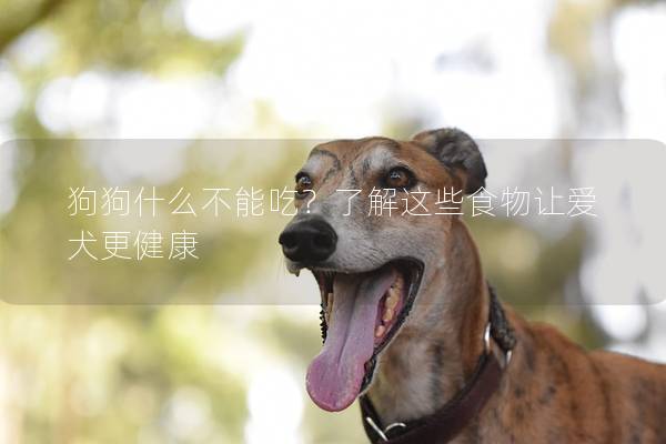 狗狗什么不能吃？了解这些食物让爱犬更健康