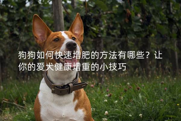 狗狗如何快速增肥的方法有哪些？让你的爱犬健康增重的小技巧
