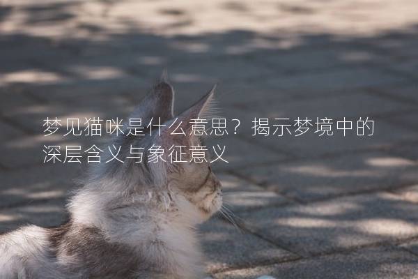 梦见猫咪是什么意思？揭示梦境中的深层含义与象征意义