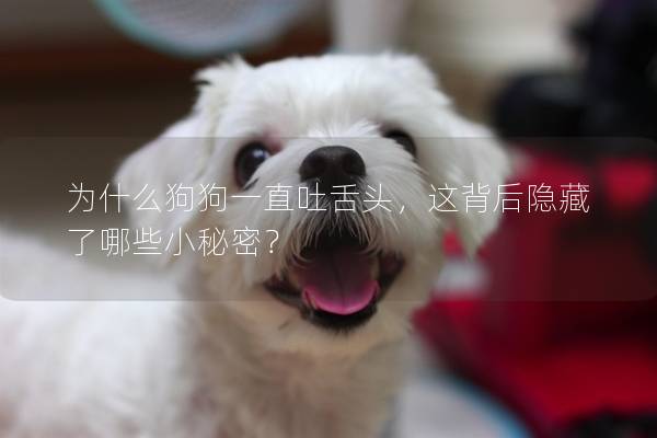 为什么狗狗一直吐舌头，这背后隐藏了哪些小秘密？
