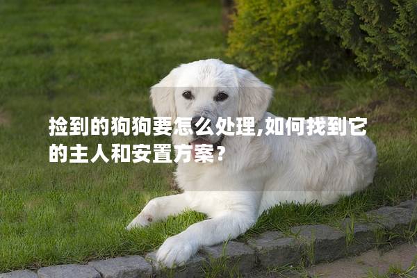 捡到的狗狗要怎么处理,如何找到它的主人和安置方案？