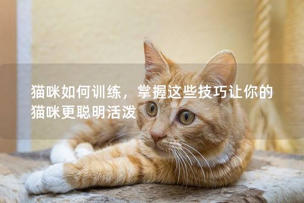 猫咪如何训练，掌握这些技巧让你的猫咪更聪明活泼