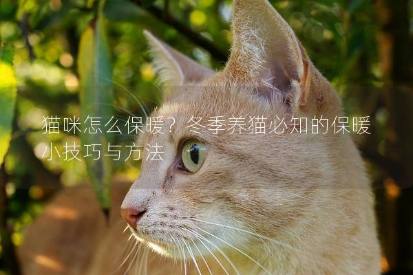猫咪怎么保暖？冬季养猫必知的保暖小技巧与方法