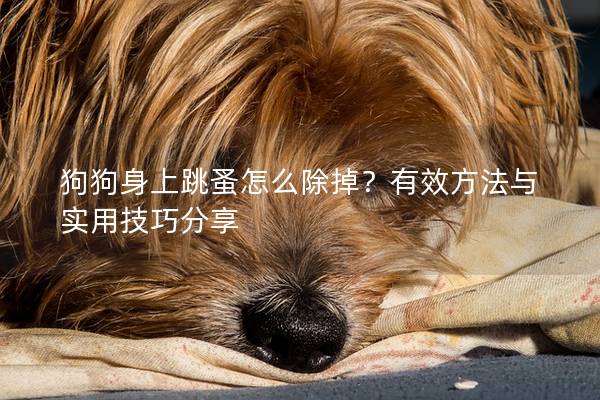 狗狗身上跳蚤怎么除掉？有效方法与实用技巧分享