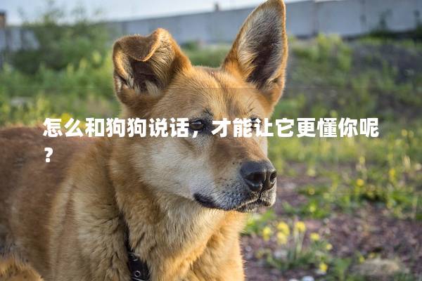 怎么和狗狗说话，才能让它更懂你呢？