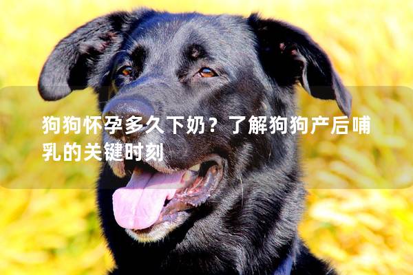 狗狗怀孕多久下奶？了解狗狗产后哺乳的关键时刻